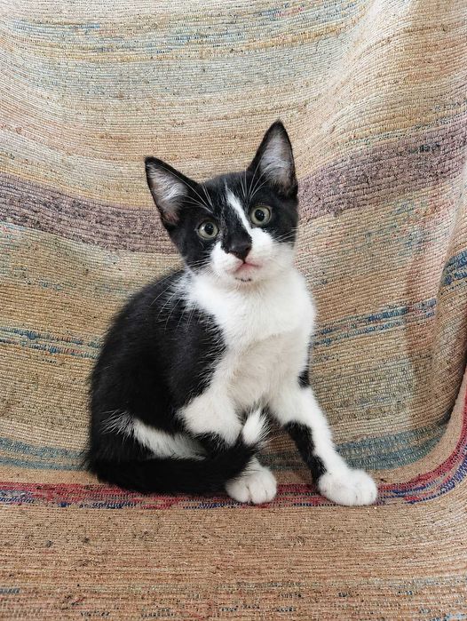 MACHO | Gatinho disponível para Adoção Responsável