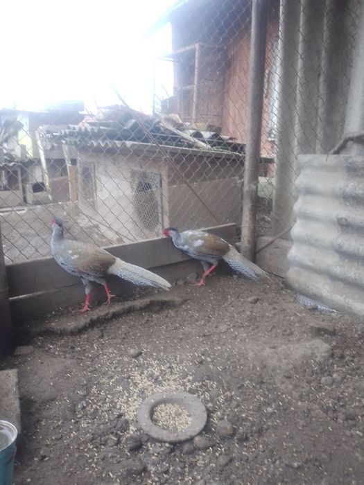 Продам двох самців срібного фазана