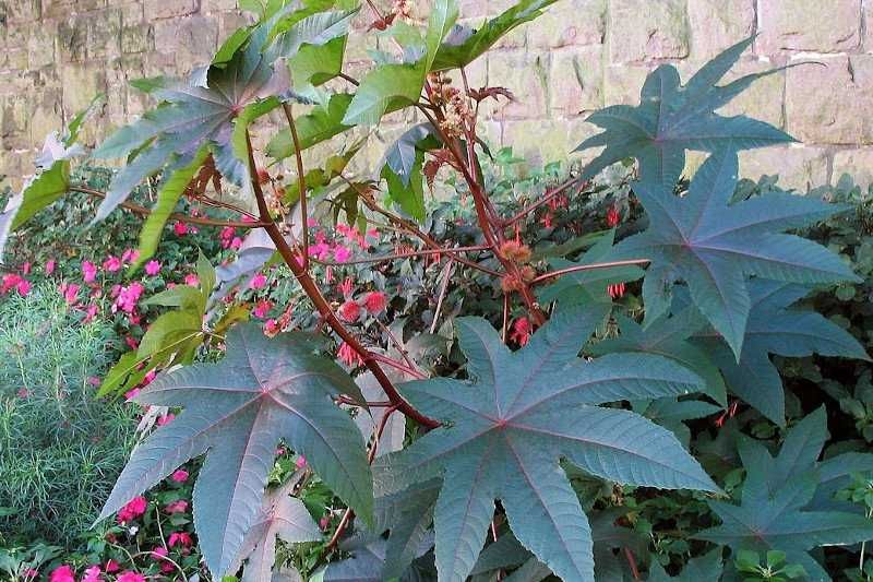 nadwyżki roślin ogrodowych