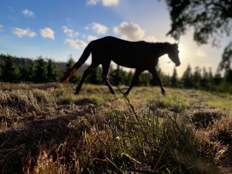 Vendo poldra cruzada de lusitano