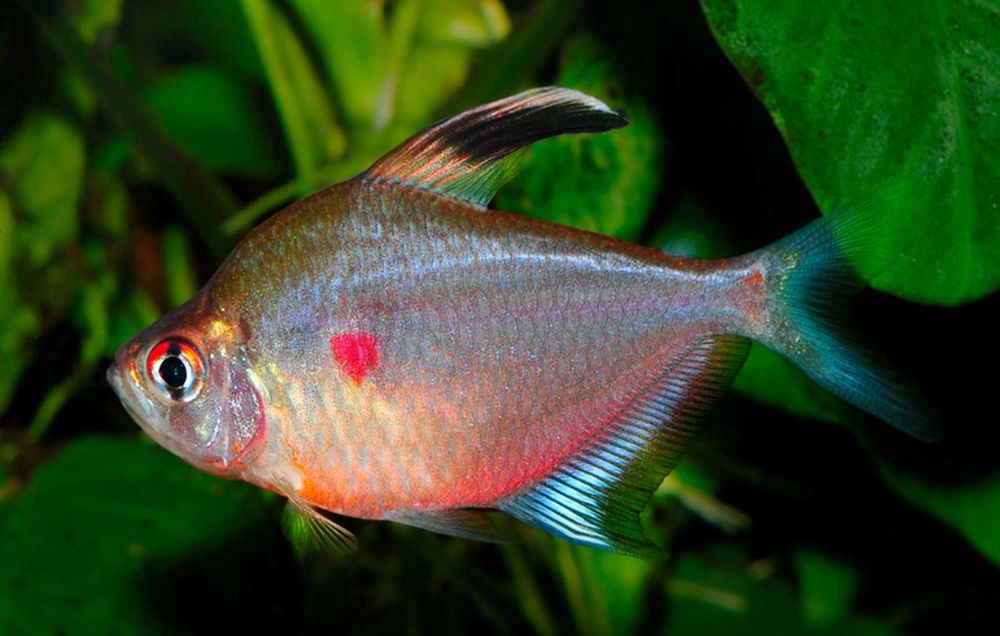 Bystrzyk Pereza - czerwonoplamy - Hyphessobrycon erythrostigma - dowóz