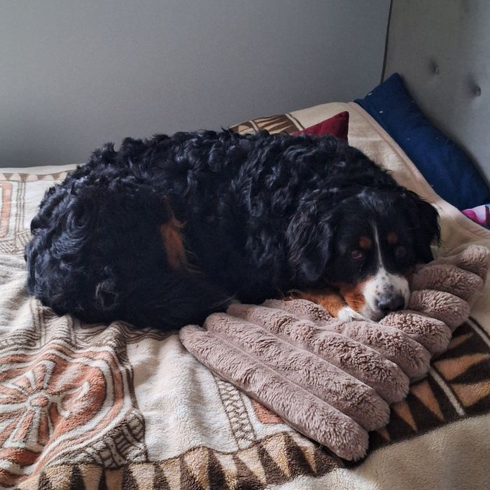 Mloda suczka szuka domu