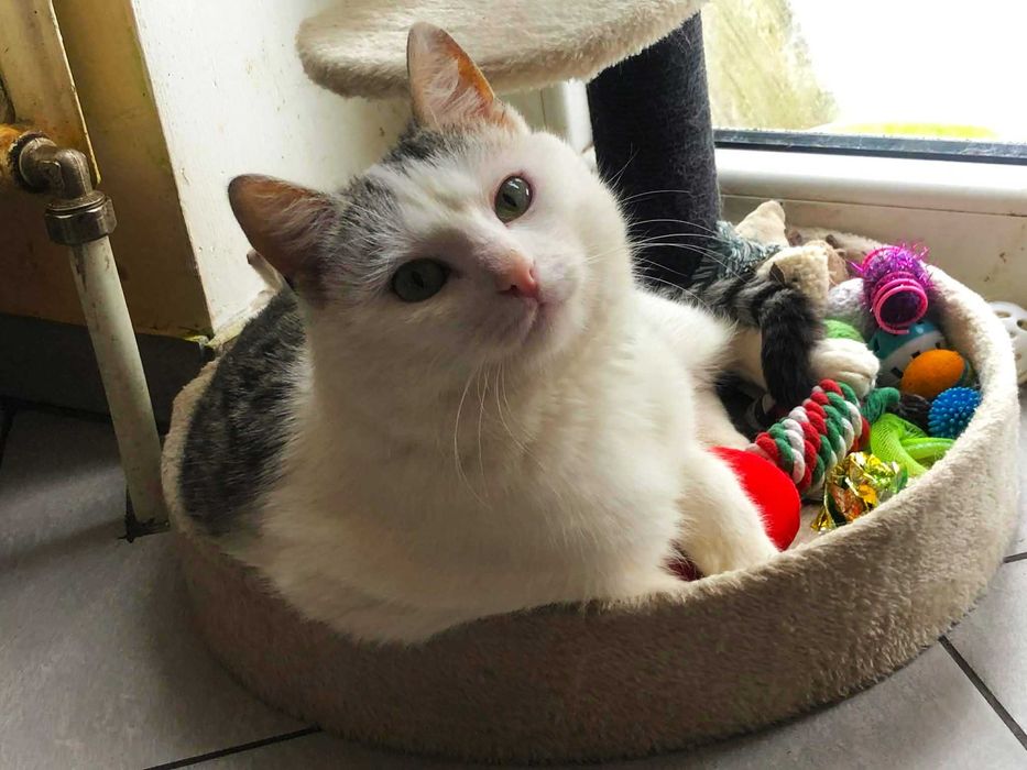 Kocurek Ptyś szuka domku