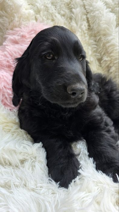 Cocker spaniel angielski chlopiec piesek o cudownym charakterze