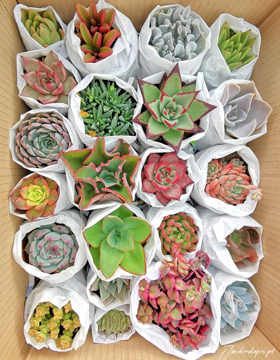 Suculentas e cactos