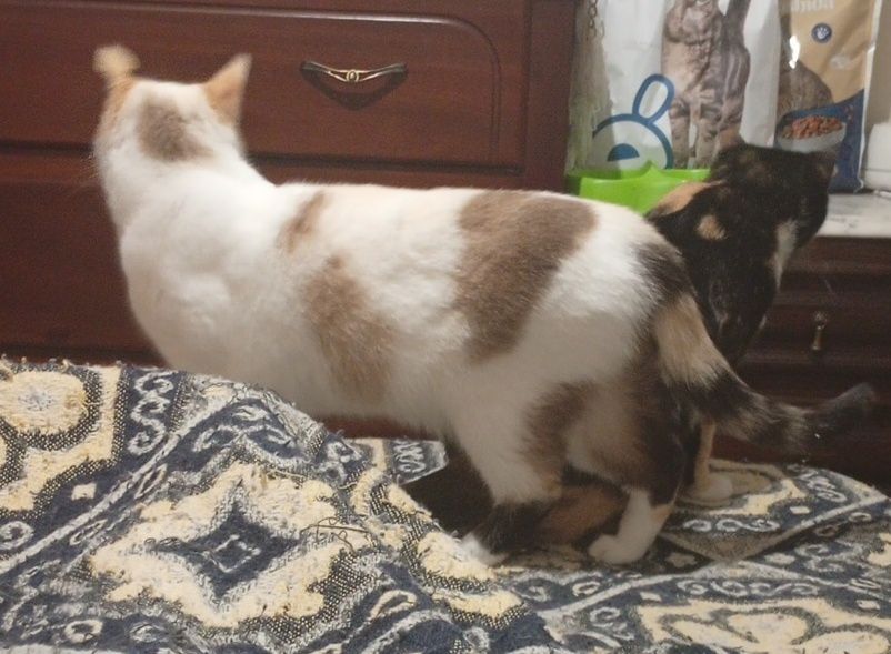 Gatas para adoção responsável