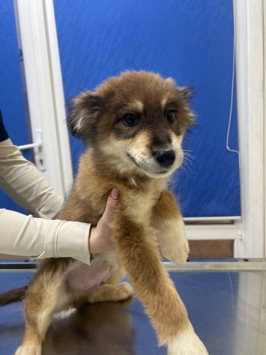 Зайчик‼️ Щенок в семью)