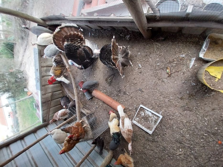 Peruas adultas para venda