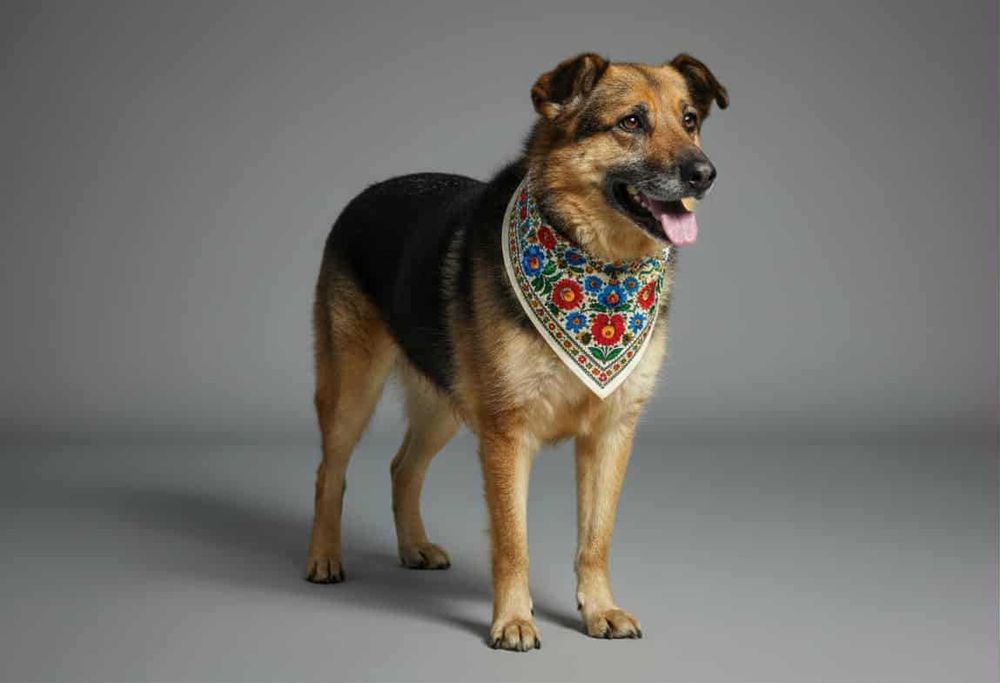 Rubik - psie złoto do pokochania od zaraz!