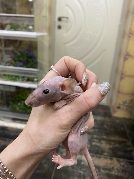 Щурик декортивний дамбо сфінкс