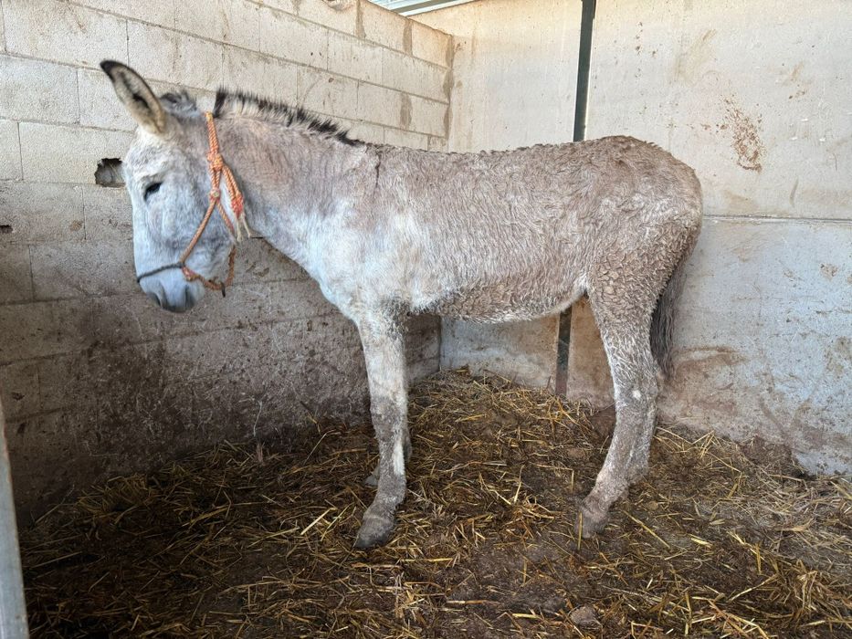 Vendo Burro Andaluz 5 anos Burro cobridor