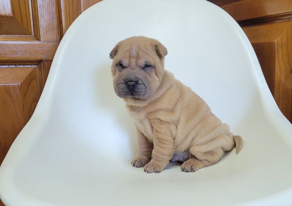 Sharpei macho bebé