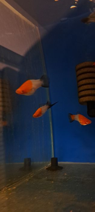 Mieczyki koi wagtail rzadkość 10 szt