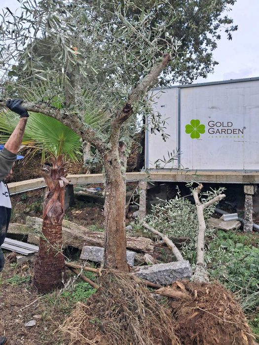 Oliveiras a partir de 100€