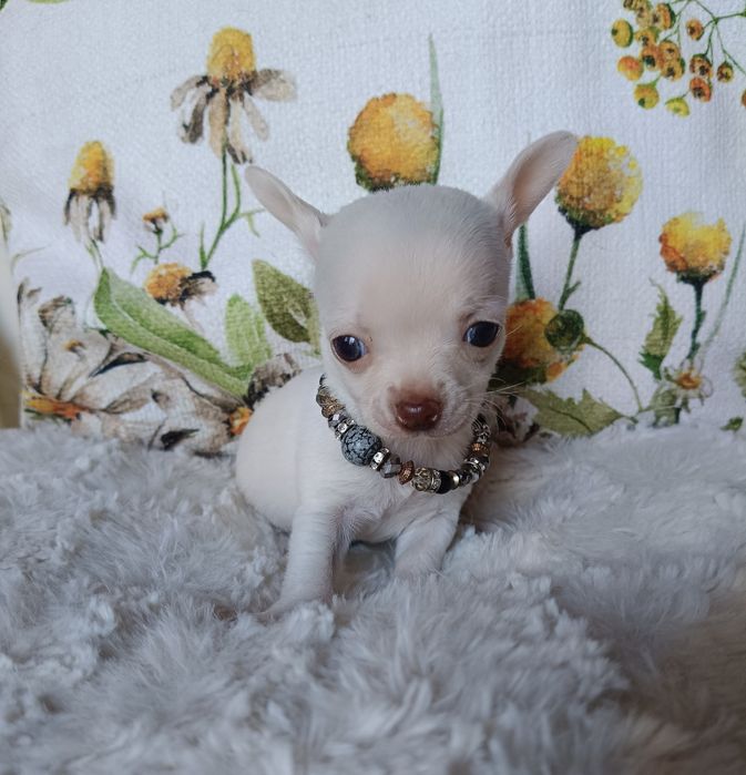 Chihuahua suczka xs