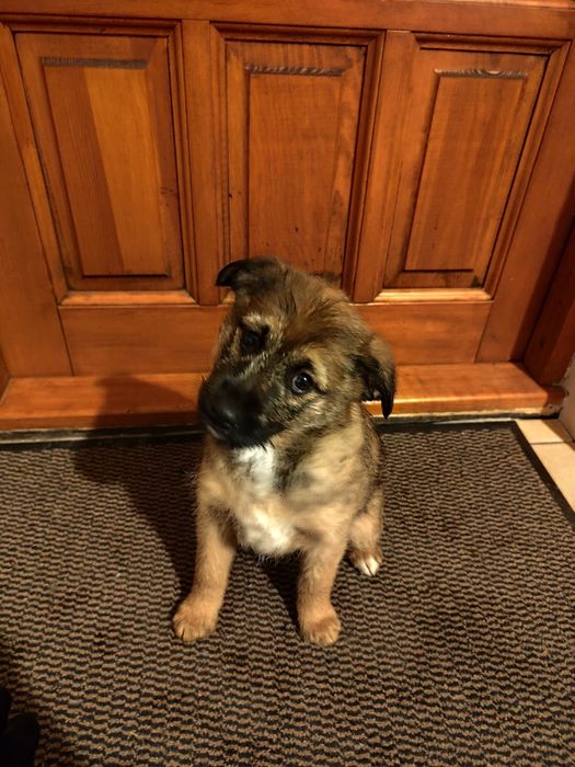 Trzy suczki do oddania