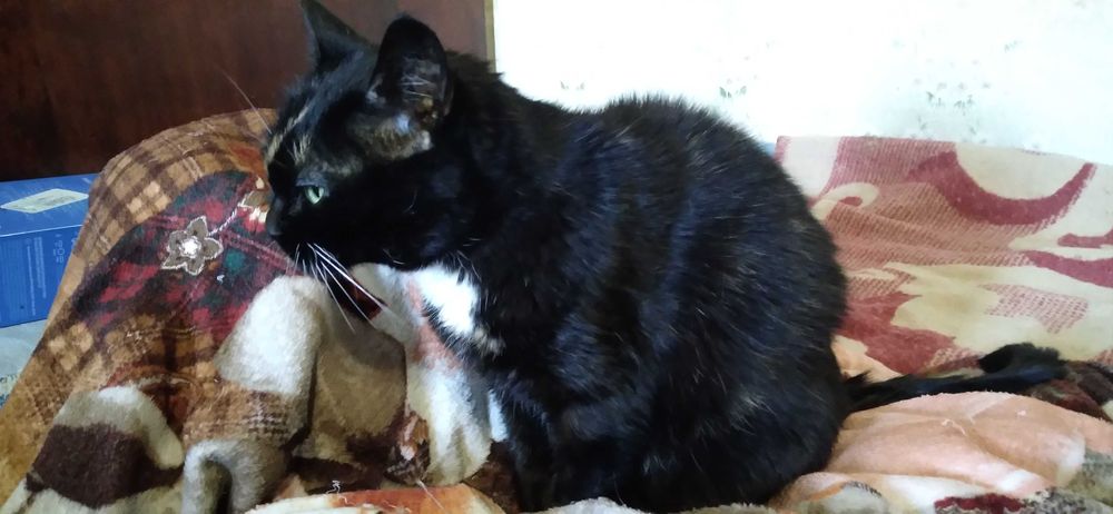 Кішка шукає родину