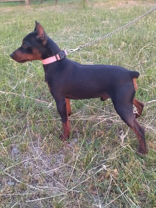 Цвергпінчер, міні доберман, КСУ,в'язка.