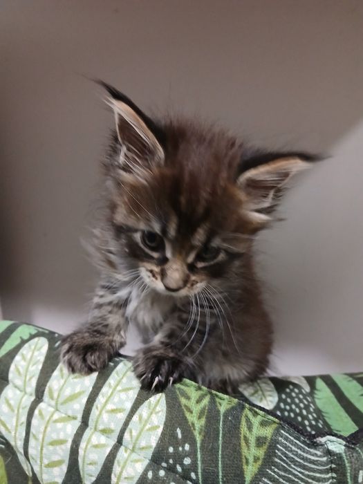 Kocurek Maine Coon do rezerwacji