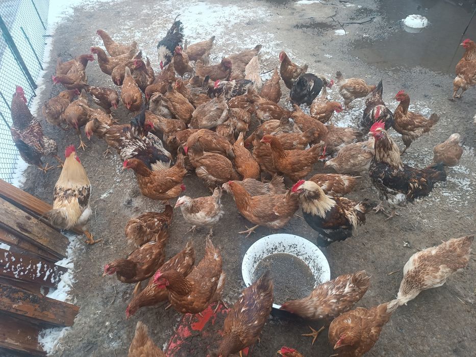 Продам курей ломен браун