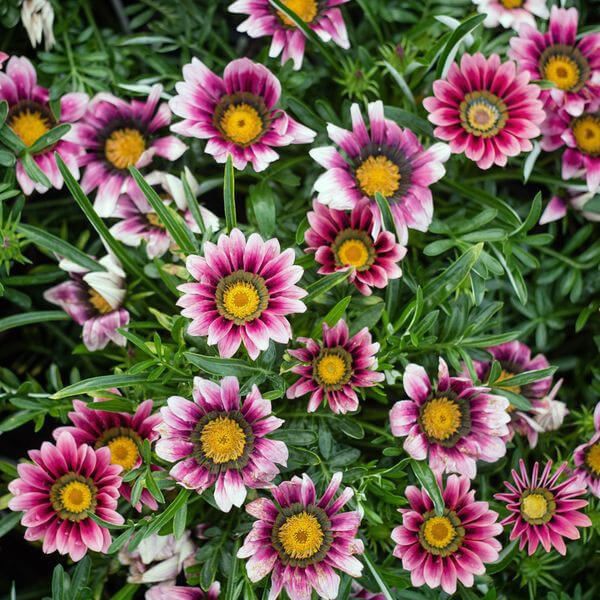 Насіння яскравих  квітів.