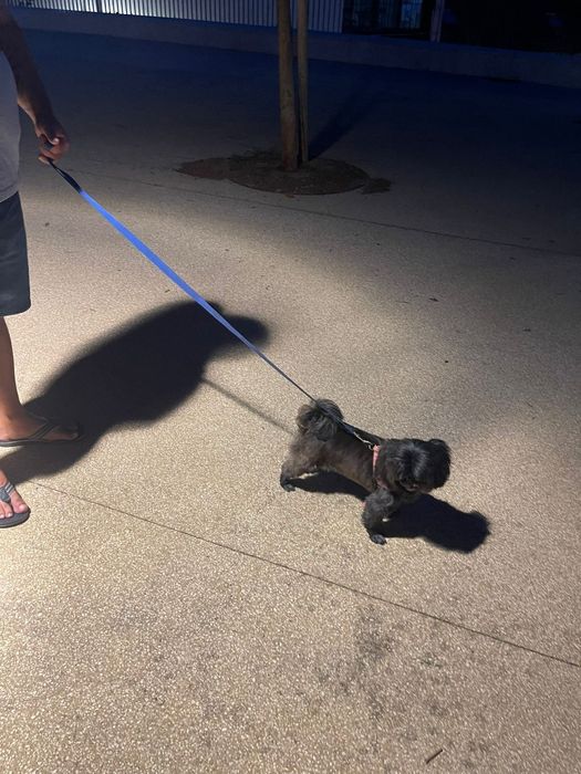 Pet-Sitting -  Vai-se ausentar podemos ficar com o seu patudo