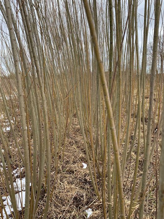 Енергетична верба та тополя 10 сортів