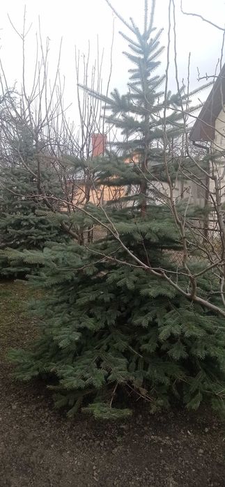 Ялина декоративна