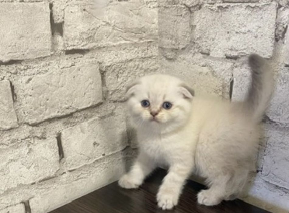 Вислоухая кошечка девочка