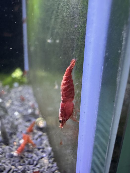 Neocaridinas red Fire