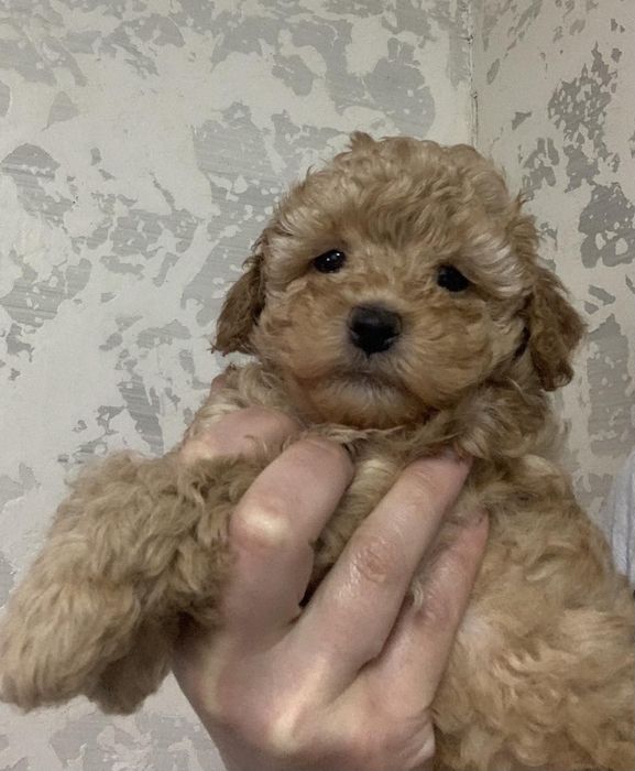 Той Пудель Хлопчик Карамель однотонний