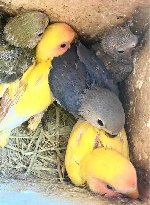 Vendo piriquitos domesticados