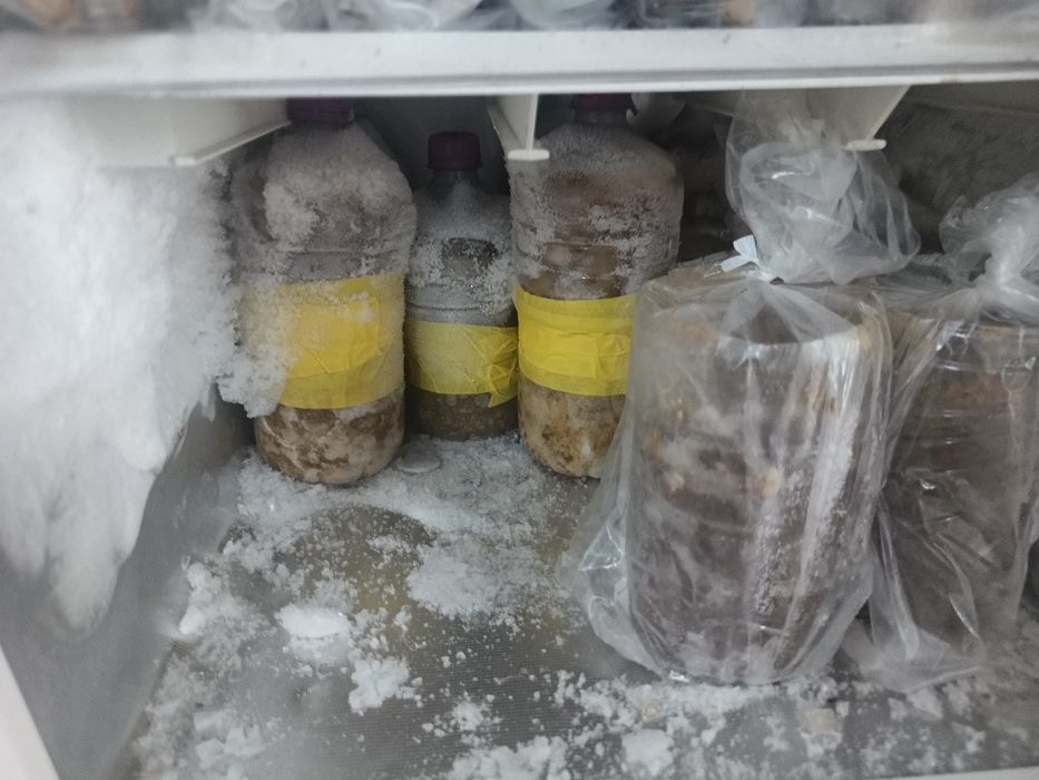 Engodo / pescas diversas