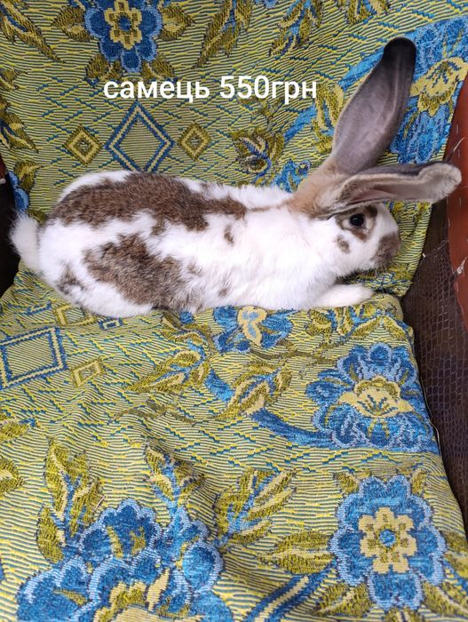 Продам кролики.  .