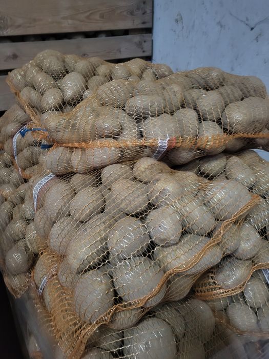 Ziemniaki soraya, Jurki, queen anna