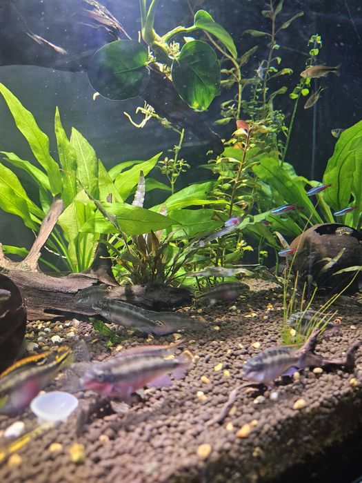 Pielegnica czerwonobrzucha