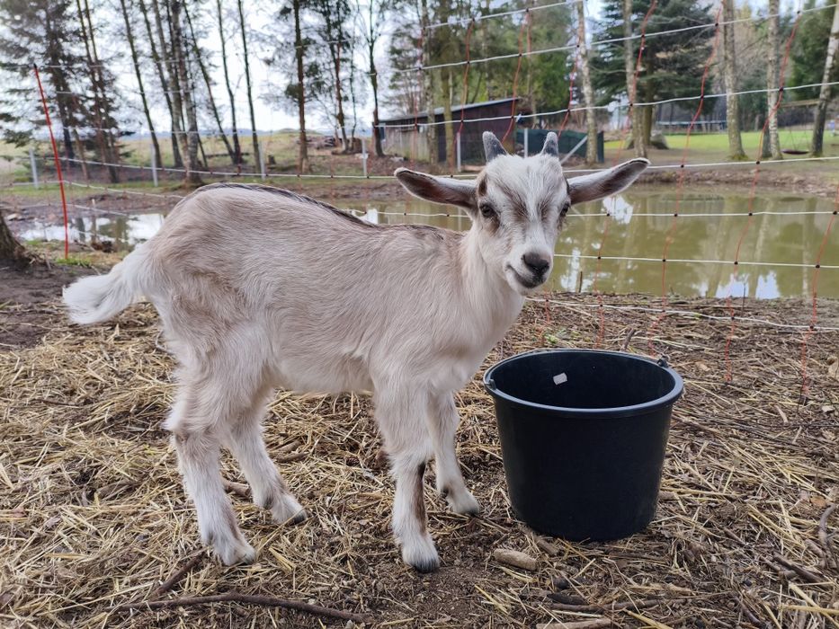 Sprzedam zdrowego koziołka