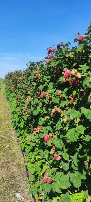 Sok malinowy, syrop malinowy jak u Babci