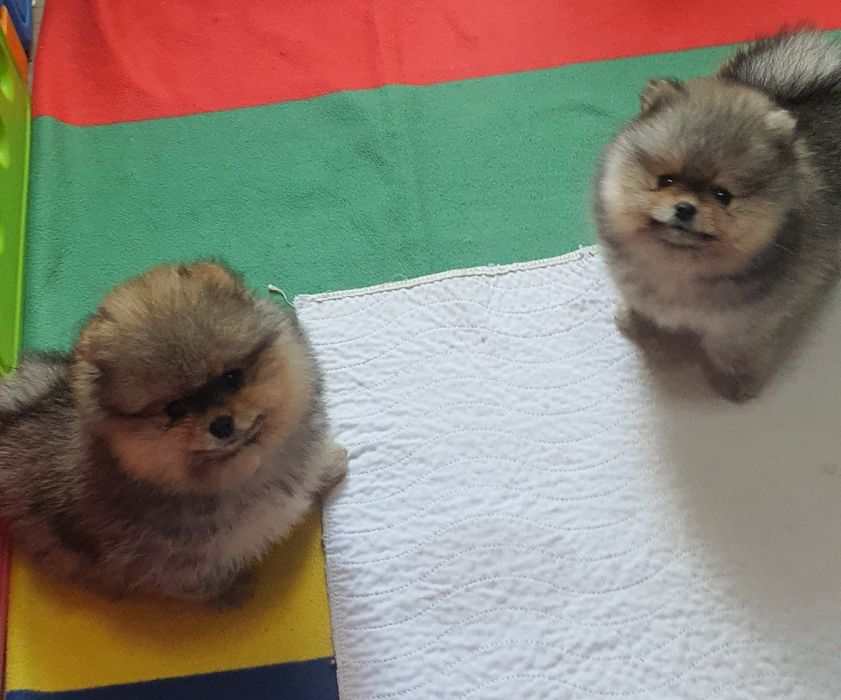 Померанский шпиц мальчики