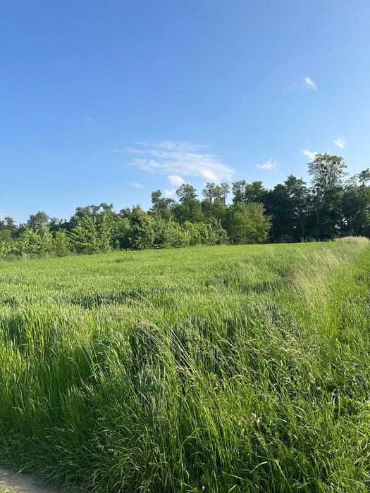 (5) Продам земельну ділянку в Лукашівці 4422