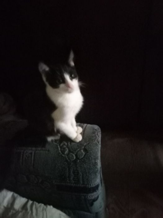 Чудовий котик у родину