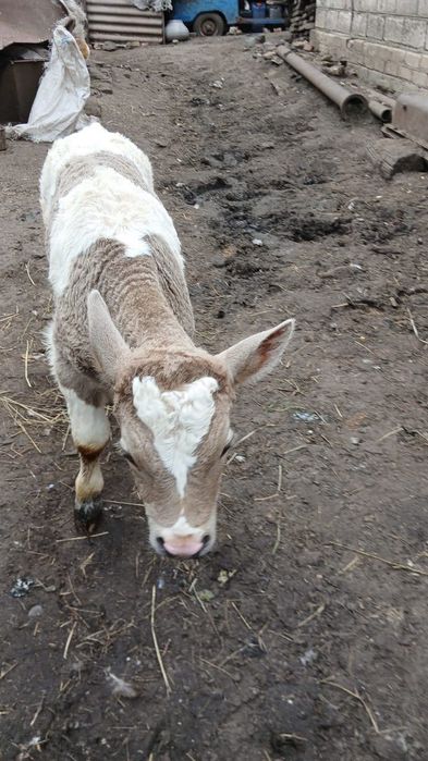 Продам місячного теля