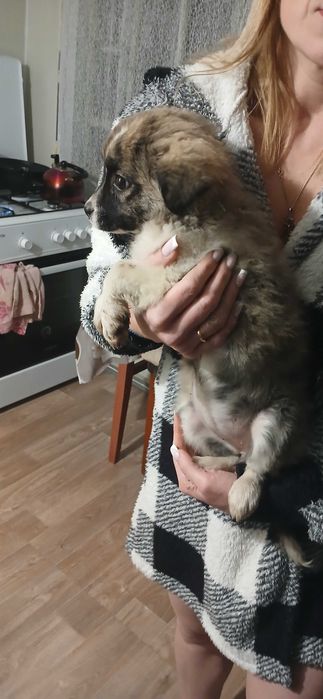 Віддам цуценят маленьких