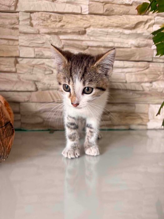 Kociaki do adopcji !!! (opis)