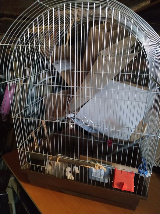 Продам велику клідку для попугая
