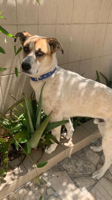 Dou cão macho vacinado e desparasitado