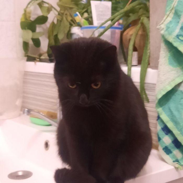 Віддам пухнастих друзів в добрі руки