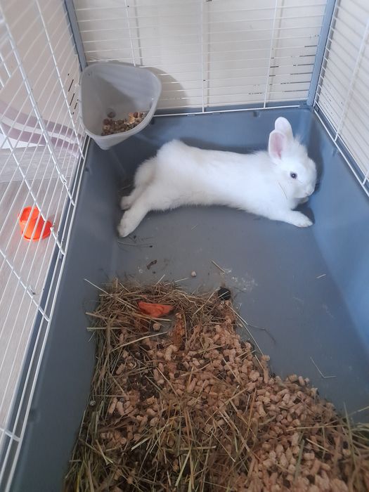 Królik miniaturka z klatkom