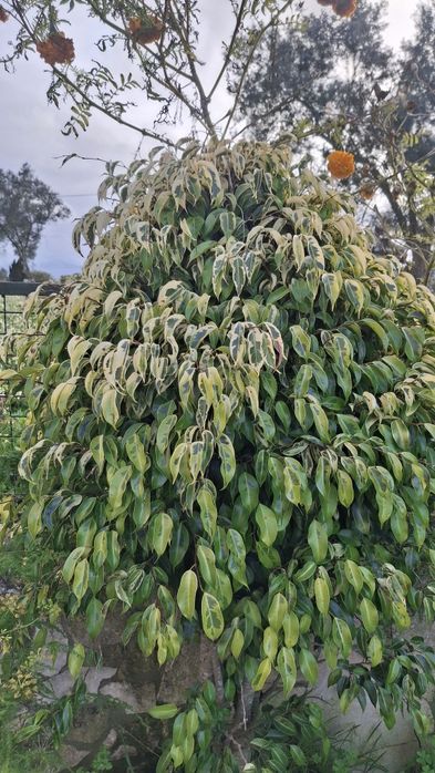 Ficus Benjamina variegata