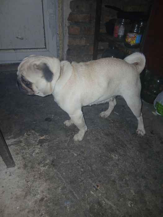 Продаеться мопс кремового кольору  5000 грн уместно торг